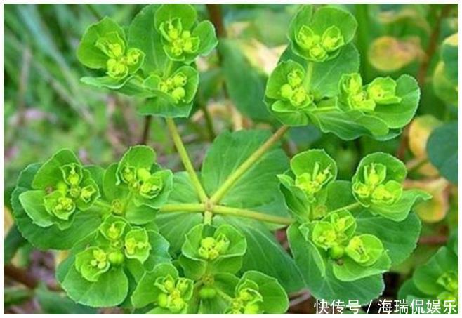 乡下的野草,不仅凉血和止血,还治咳嗽,药用价值高,遇见请珍惜