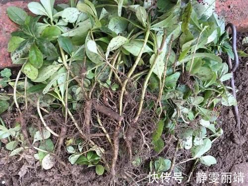 人参菜|一种人参,南方当菜种,只吃叶子不挖根,殊不知根部珍贵