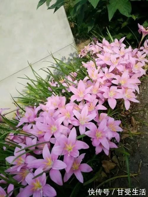 鲜艳|一年生一窝的5种花，越养越多，养它们不花钱还能赚钱！