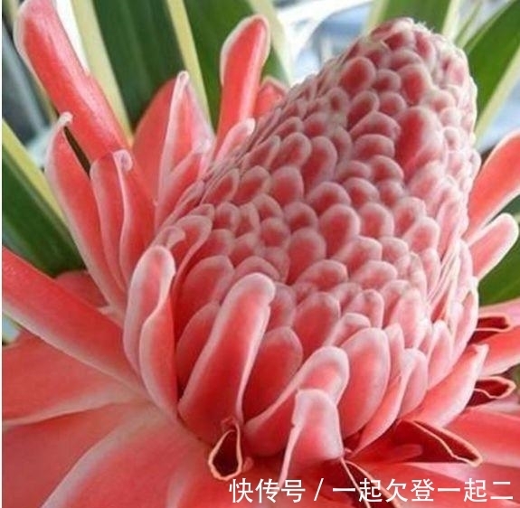 洋桔梗|家里必养4种花,好养又漂亮,懒人新手都能养好,美成花海!