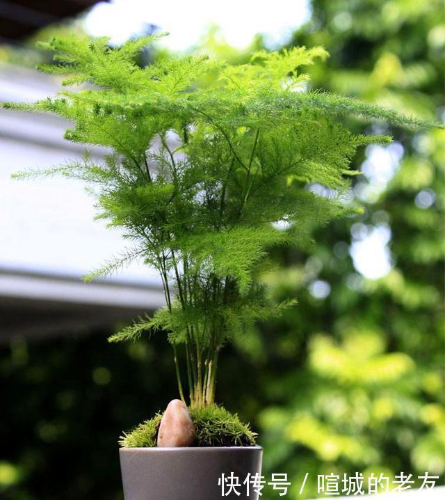 养文竹,掌握2个小技巧,蹭蹭长出一圈小嫩芽,叶子碧绿发亮