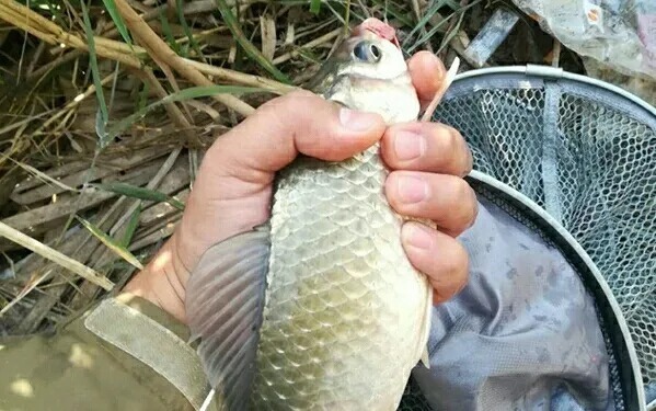 大鲫鱼|冬钓记住3种钓法，大鲫鱼连连上钩，钓友：上鱼不要太快！