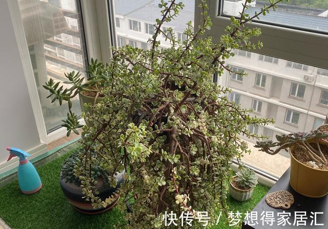 4年不修剪的雅乐之舞长成这样，花友都说挺好看，早修剪会更美