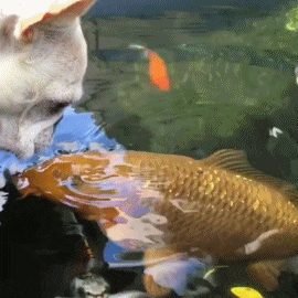 |搞笑动图:我要跟电视里的猫一起玩,跑哪去了呢?