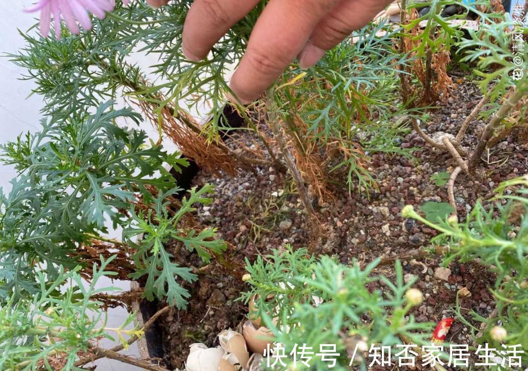 花苞|天热了,20种花最怕浇水,浇得越多,死得越快!