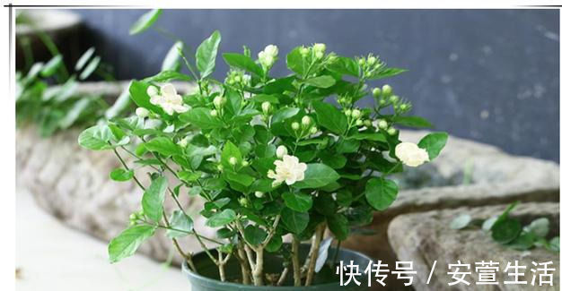 夏天养茉莉花,只要做对1件事,根粗叶绿,花开一茬接一茬
