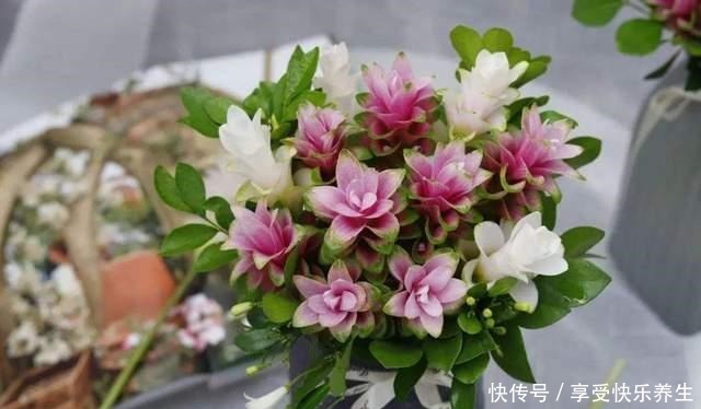 就是一块“姜”,生根发芽却开出了花,太像“荷花”了!