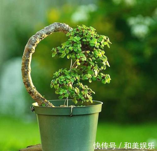 老桩|养了2年的玉树,轻松长成传家宝,掌握这个技巧,你也可以!