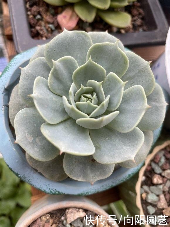 多肉|别人的多肉养得那么好，自己就养不活！差别在哪里？多肉该咋养？