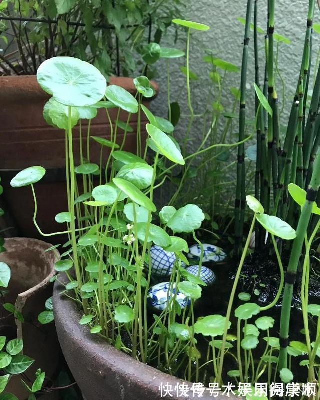 4种花要富养,根多“爱吃土”喜欢大花盆,用对了利于生长和开花