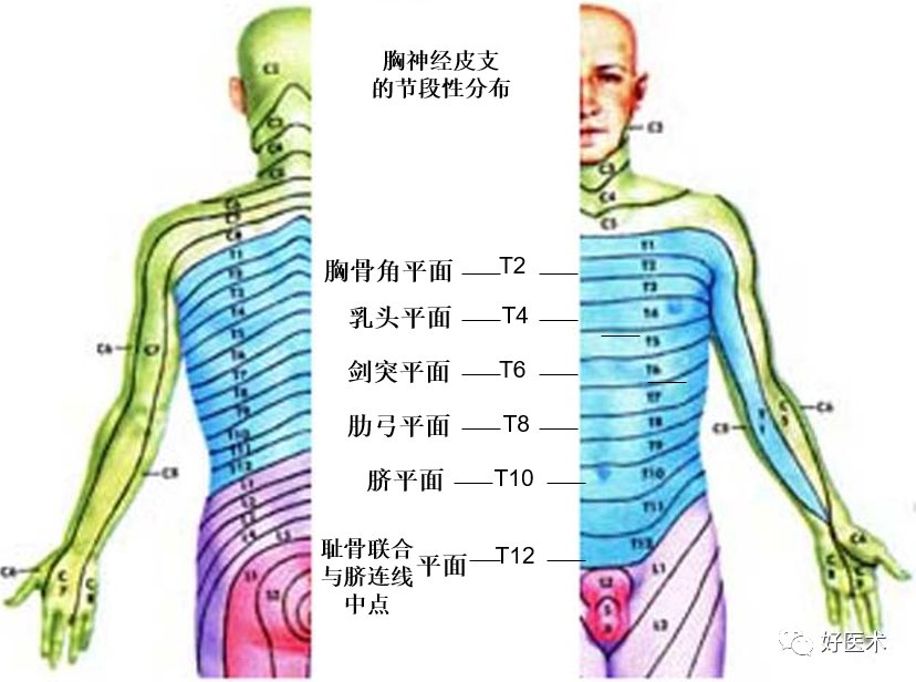 神经系统|神经系统体表定位标准