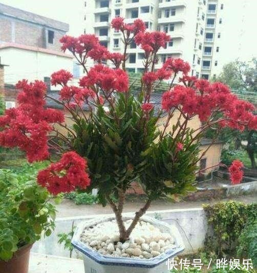 长寿|长寿花养5年，窜到一米八，三枝托九叉，开成花树，震撼全家