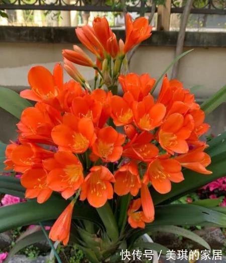秋天|想要君子兰快速开花?教你3招,学会了叶片油亮,绽放层叠群花