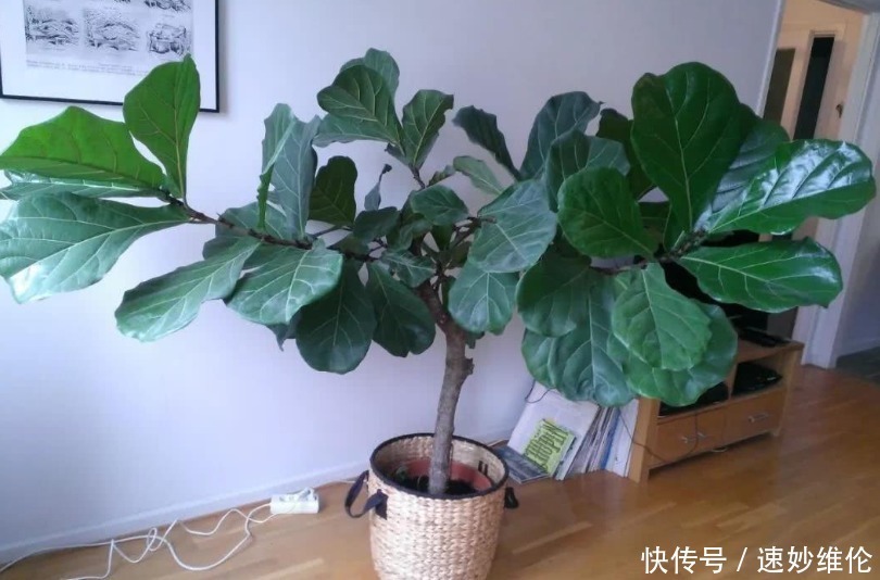 叶片|年轻人别只知道养绿萝，这3款绿植适合居家养，时尚个性超有范