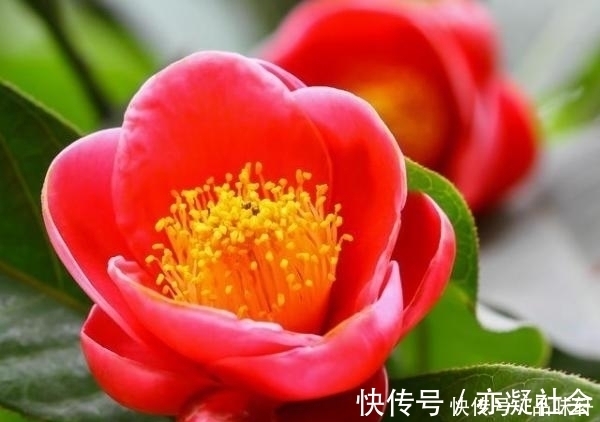 如何帮助茶花顺利越冬，这几个方面需要注意一下