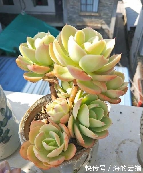 养多肉碧桃,做好几件事,遇水疯长,清丽动人,养成群生小老桩!