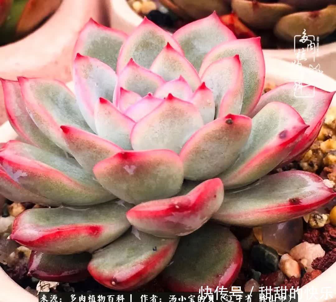 蚧壳虫|远嫁他乡,多肉是我孤寂时最美的陪伴!