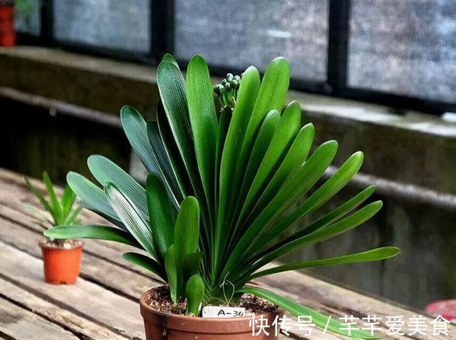 君子兰有“3怕2不喜”，避开了更爱长新叶，开花也会多一些