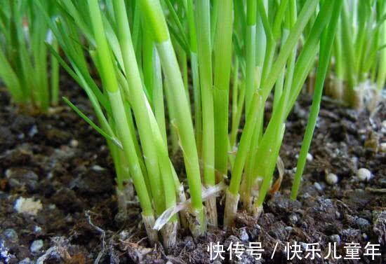 栽种|5步教你盆栽韭菜,根根粗壮“像小葱”,过年割了,包饺子