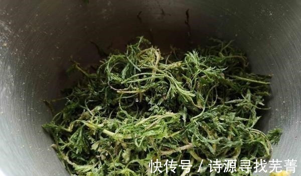 采摘|日本人每天必吃的“长寿菜”,我国产量大但没人吃,含钙比牛奶高!