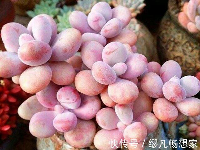 阳台养多肉,桃蛋粉嘟嘟,一生百,百生千,变成小桃林