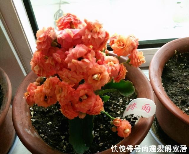 冬天养花选“长寿”，这10个品种“好养”，一个赛一个的漂亮