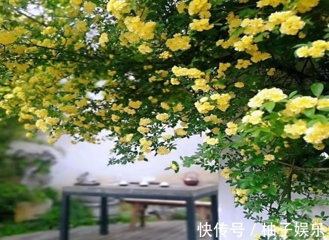 院子再小,也要养棵它,2年长一片,开花特别美,左邻右舍都说香