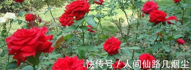 玫瑰花@5首描写玫瑰花的诗词，首首艳丽且浪漫，读来让人憧憬爱情