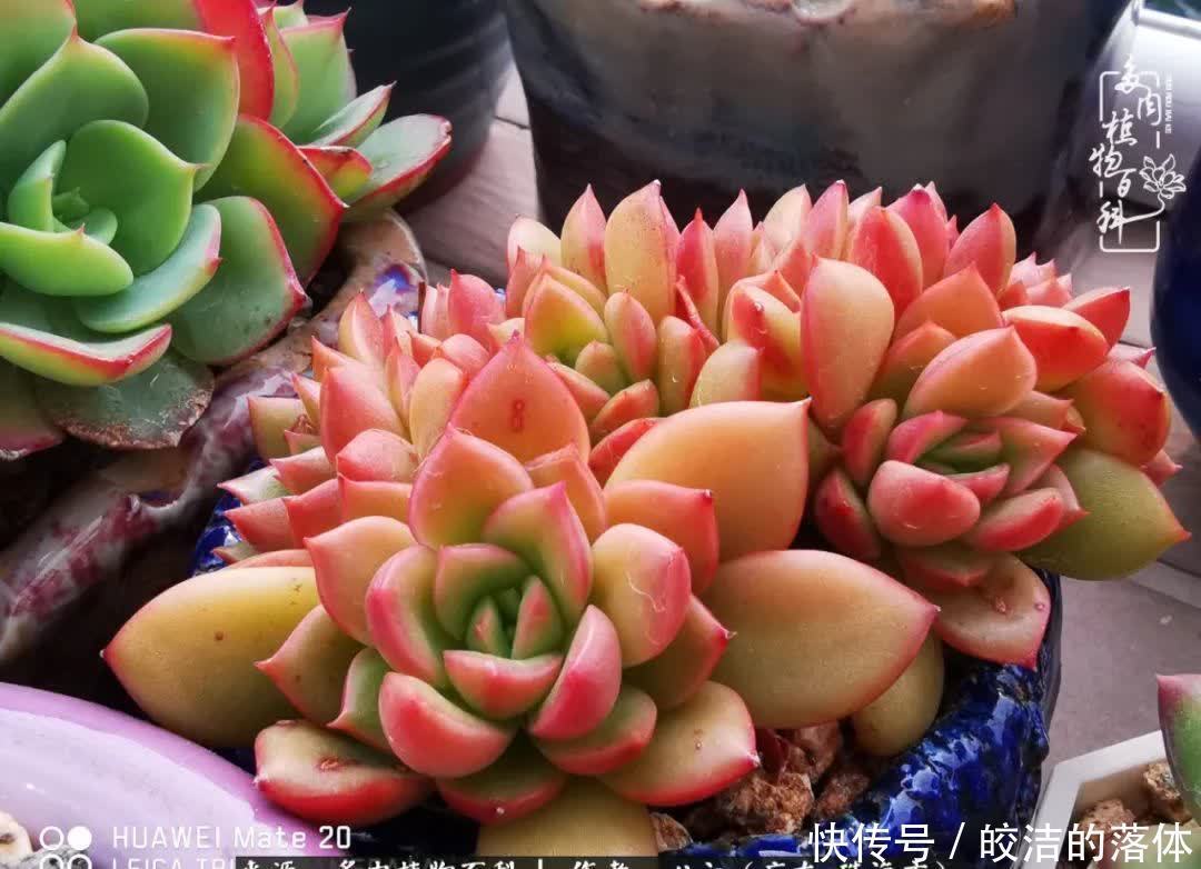 肉肉|与多肉的相遇,就是一场治愈之旅