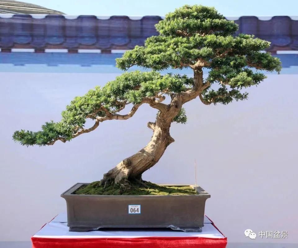 植株|这两种盆景能当传家宝,被爱好者当“心头肉”