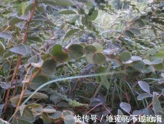 鳞片|农村有种草长得很奇特,身上长有“鳞片”,泡酒后有活血化瘀功效