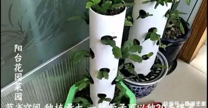 一段废管子,立体种植蟹爪兰,比嫁接的还漂亮,开起花来像瀑布