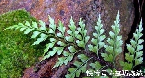 野草|农村这种常见的野草,有很好的清热解毒和止血的功效,见到要珍惜