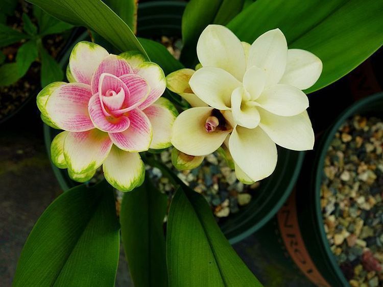 杂交兰花|最美的花,花形像绣球,花色绚丽,一年多次开花,值得拥有