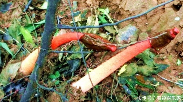 食用|此物被称为“一柱红”,路过请高抬贵脚,别踩到,因为太珍贵了