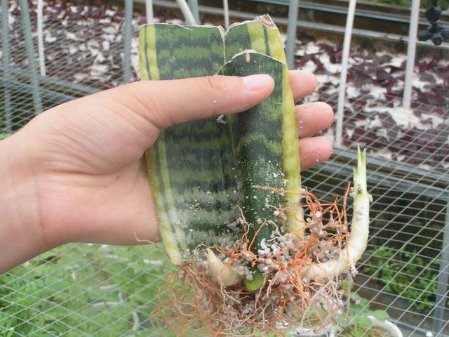 你还买这10种花别再乱花钱了,摘个叶子回家,过几天就变小苗了