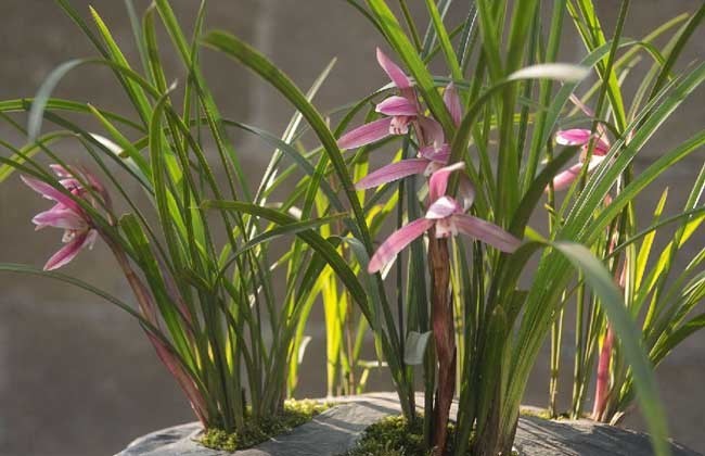 新手养兰花，牢记3个“关键”，花开之后再开花，年年开花不停歇