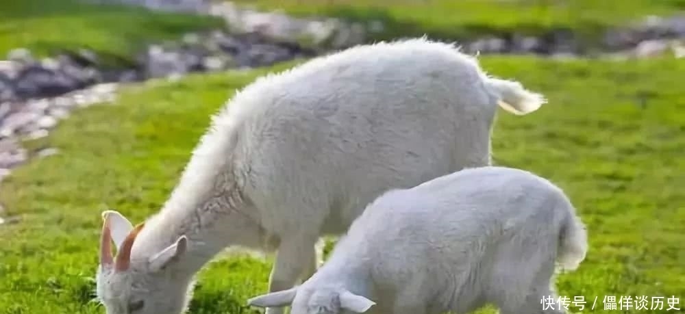 小羊羔|签约作家刘亚鸽/《三妹放羊》