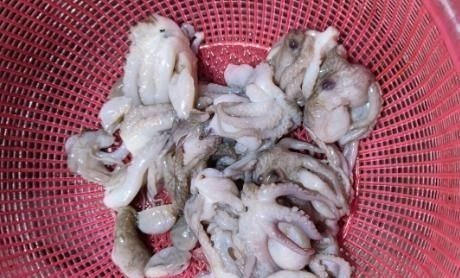 白灼八爪鱼为啥咬不动?海边渔民指出做错的步骤,原来这做法才对