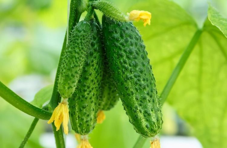 健康长寿|聪明女性坚持吃3种食物,补充营养、延缓衰老,好吃又不贵!