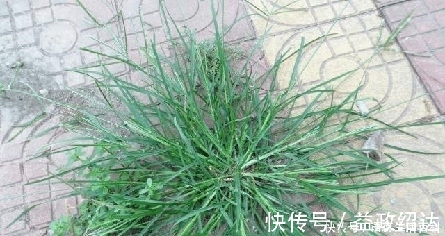 珍惜|农村一种杂草叫拔不动,市面十几元一斤,碰到珍惜
