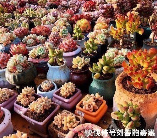 多肉植物不用买，像张大爷这样捡，养出多肉小花园，不比买的差