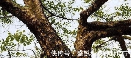 烧钱|农村一直把当柴烧的一种树, 竞比紫檀还珍贵, 网友: “如同烧钱”