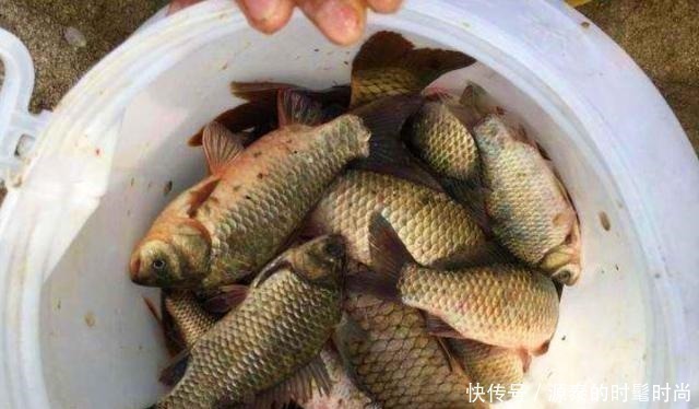 秋天|告诉你一个秘密,秋天唯独这调钓方式最正确,大鲫鱼接二连三的上