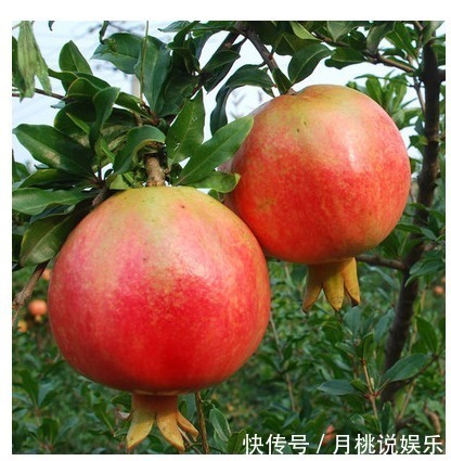 龙眼核|这几种常见水果吃完后核不要扔,不然亏大了,7天长成美丽盆栽