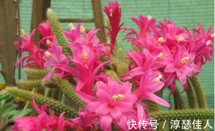 红掌|冬天养此几款花卉,花色繁多易爆盆,娇艳欲滴