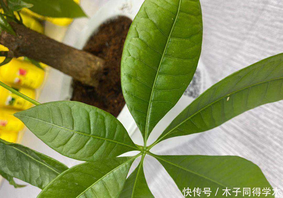发财树这样养,不烂根,不黄叶,蹭蹭长新芽