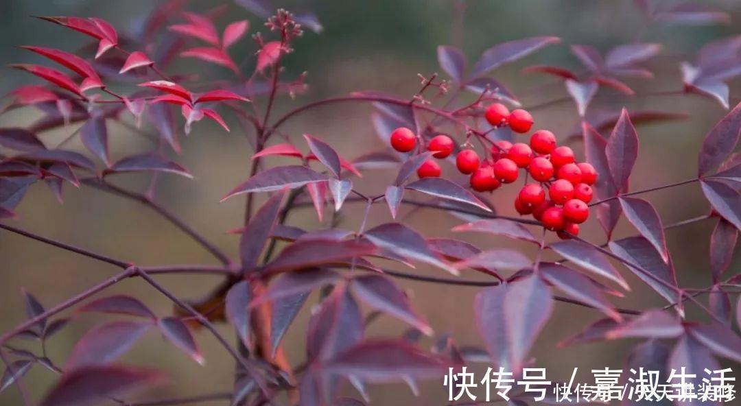 以下9种会变色的绿植，养上四五盆就能让阳台变得生动起来