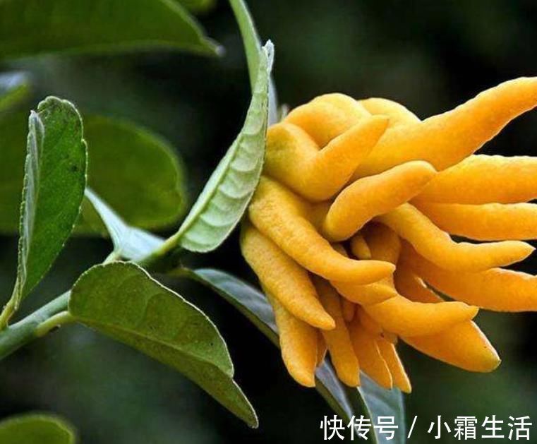 适合卧室养的6种花,好看又实用,养起来也很简单