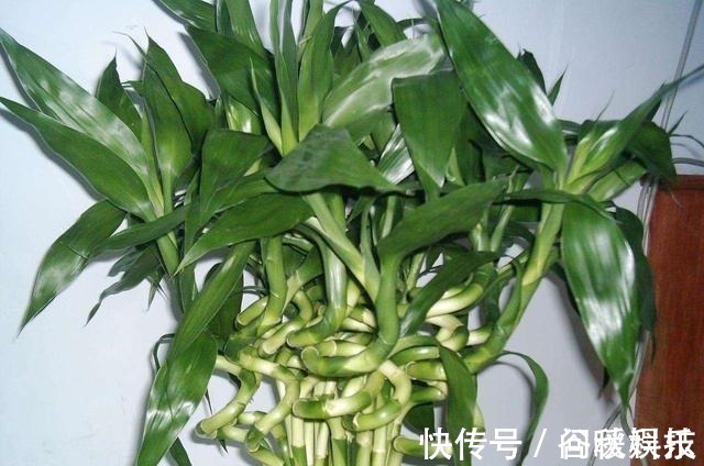 盆栽|家里摆上10种花,越来越兴旺、发达,个个都是“吉祥”花